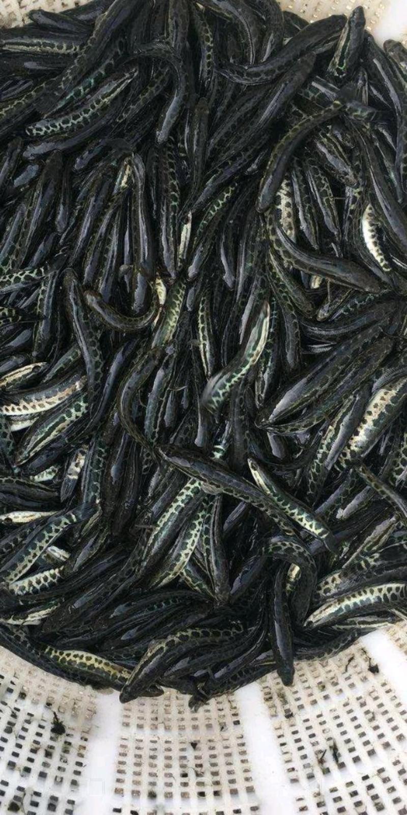 精品黑鱼苗乌鱼生长速度快抗病能力强基地直供，发货全国各地
