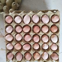 散养皖南土鸡蛋，一斤13个左右，基地直发，量大从优