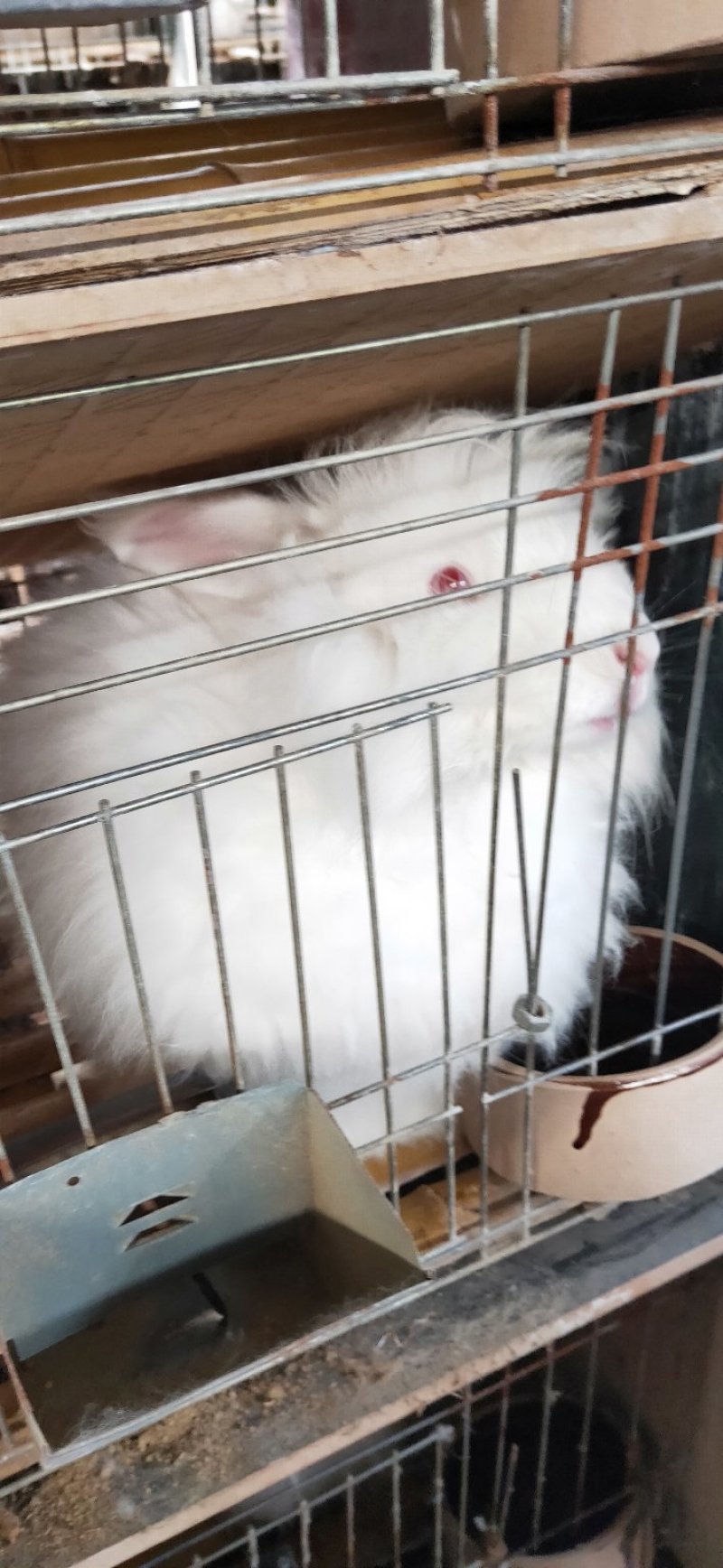 种兔