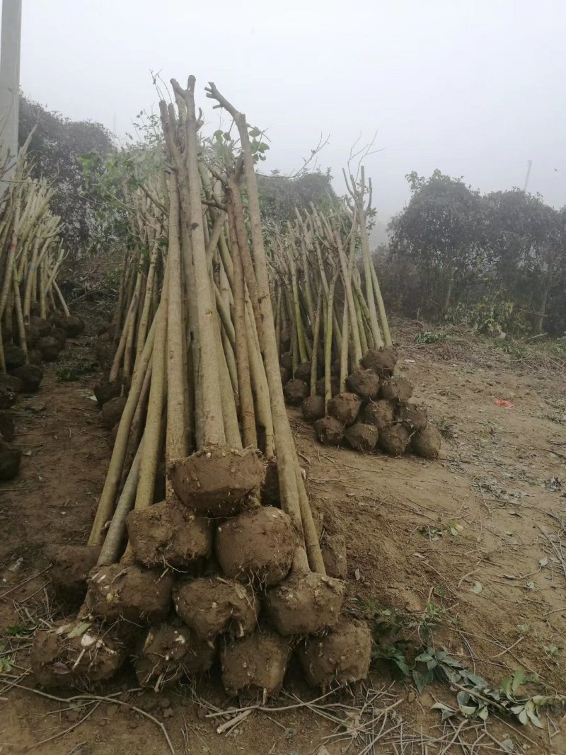 女贞2公分小苗，7公分大叶女贞，12公分大叶女贞