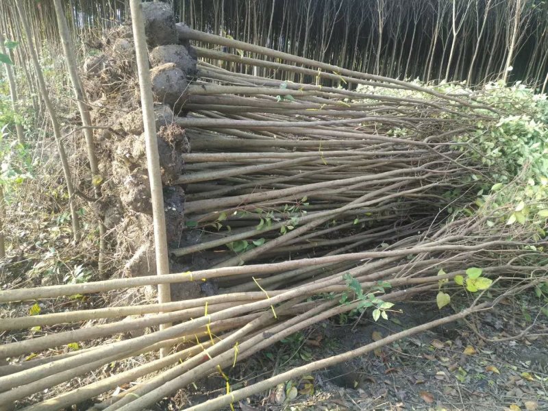 女贞2公分小苗，7公分大叶女贞，12公分大叶女贞