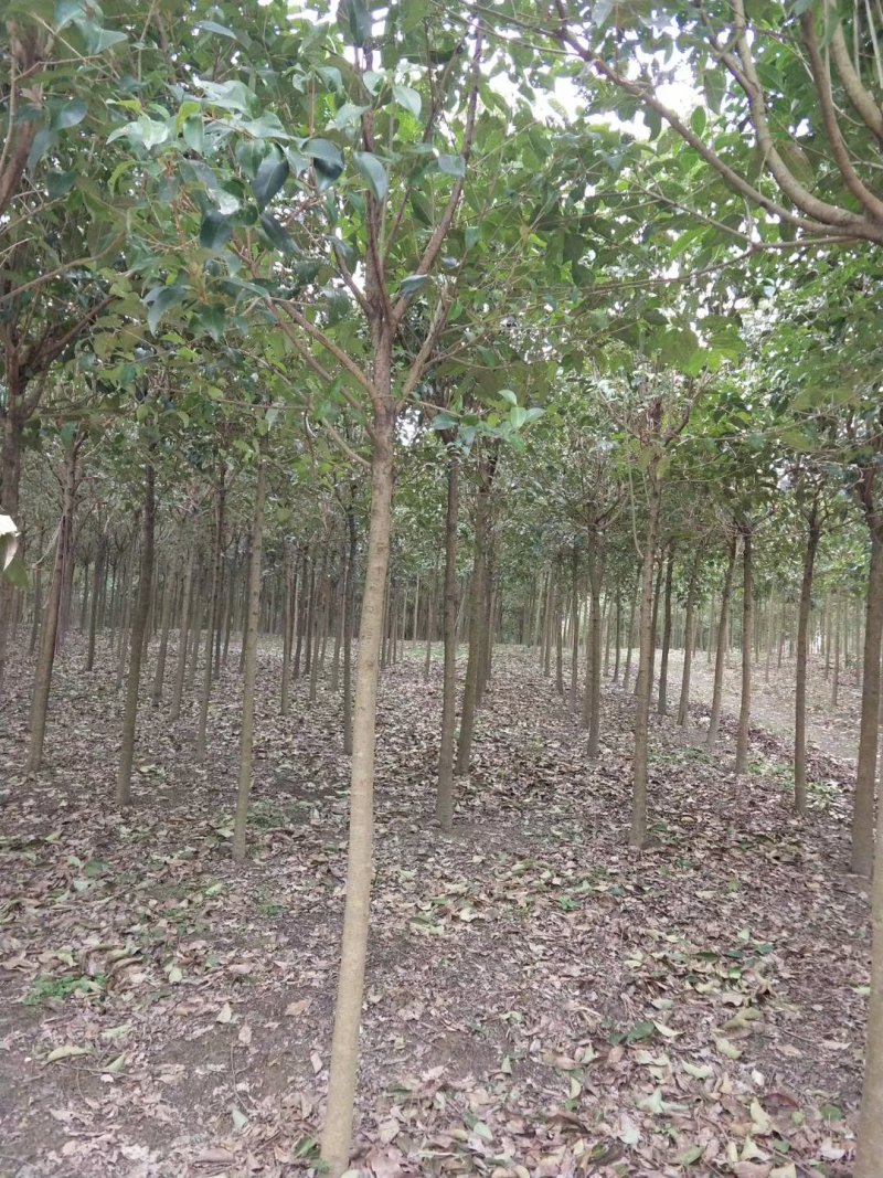 女贞2公分小苗，7公分大叶女贞，12公分大叶女贞