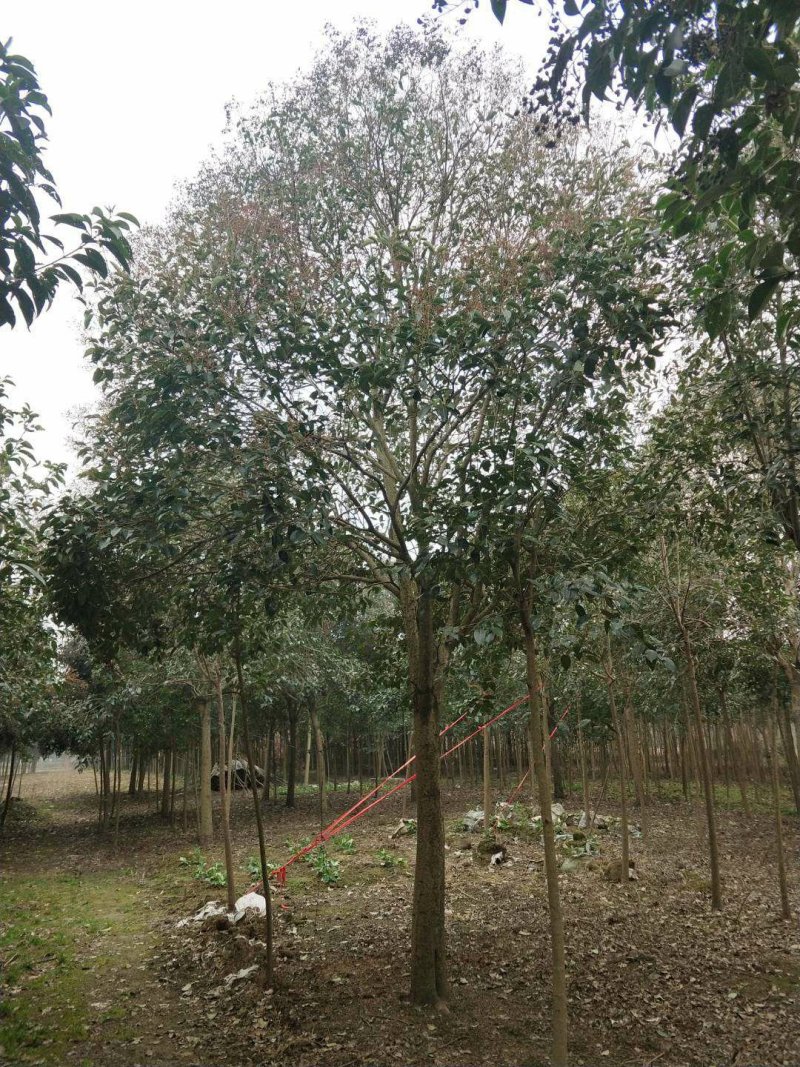 女贞2公分小苗，7公分大叶女贞，12公分大叶女贞