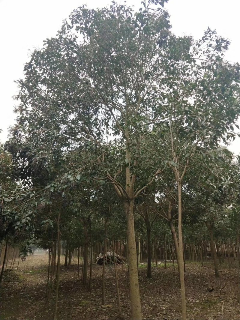 女贞2公分小苗，7公分大叶女贞，12公分大叶女贞