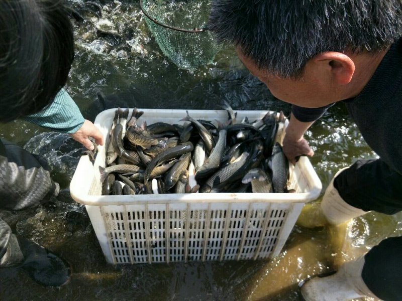 草鱼苗，花白鲢鱼苗苗