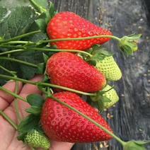妙香七号草莓苗，加冰发货，产量高，基地直发