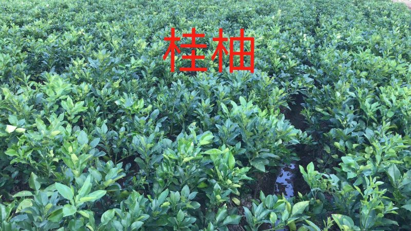 沙田柚苗桂柚1号苗两年苗【无需人工授粉】【两年后可挂果】