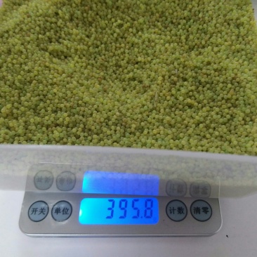 豆丹豆虫卵技术，养殖技术，豆虫卵豆丹卵