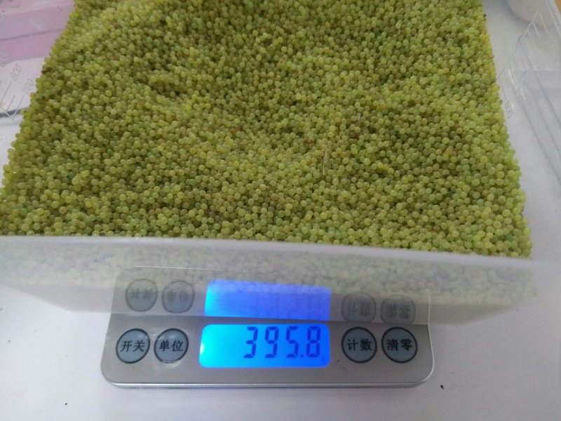 豆丹豆虫卵技术，养殖技术，豆虫卵豆丹卵