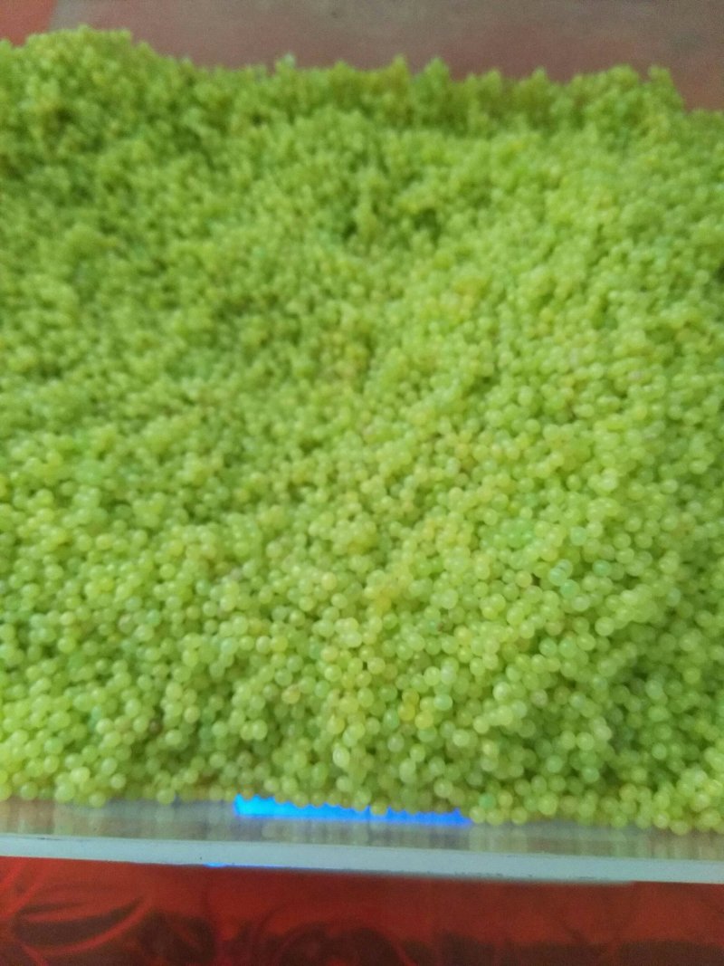 豆丹豆虫卵技术，养殖技术，豆虫卵豆丹卵