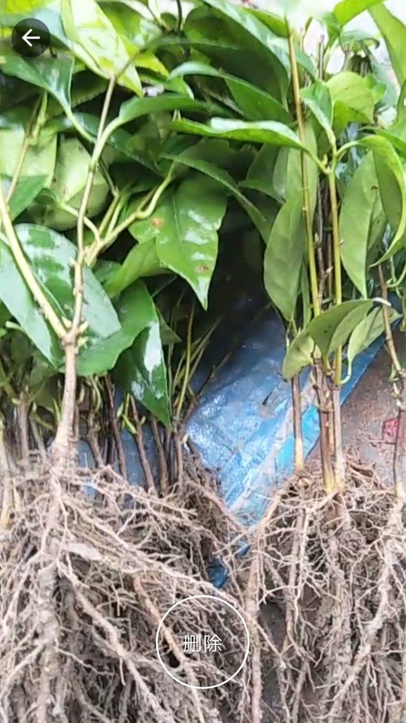 布福娜树苗