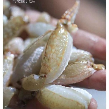 蟹脚肉