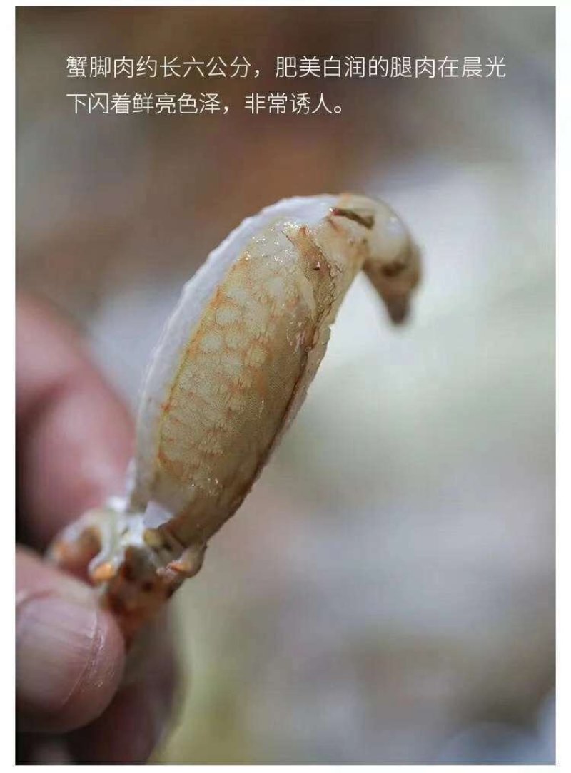 蟹脚肉