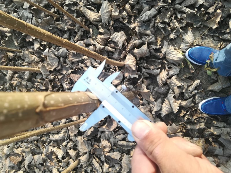 自家苗圃速生杨