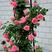 蔷薇花苗爬墙梅高度50-80公分高包成活