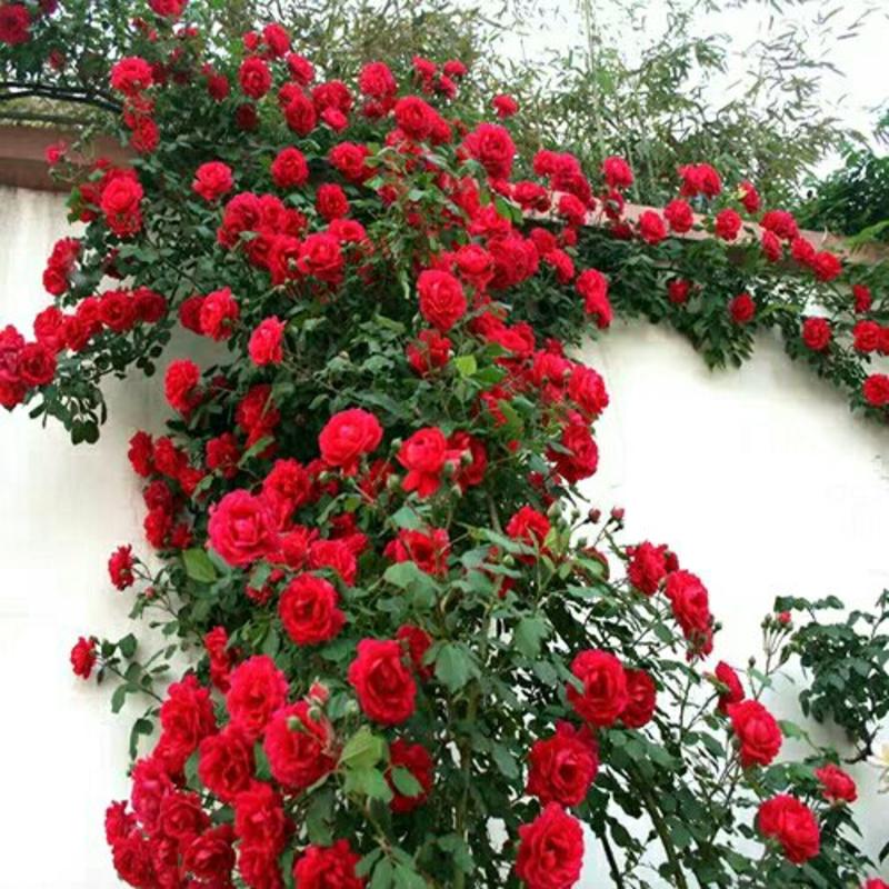 蔷薇花苗爬墙梅高度50-80公分高包成活