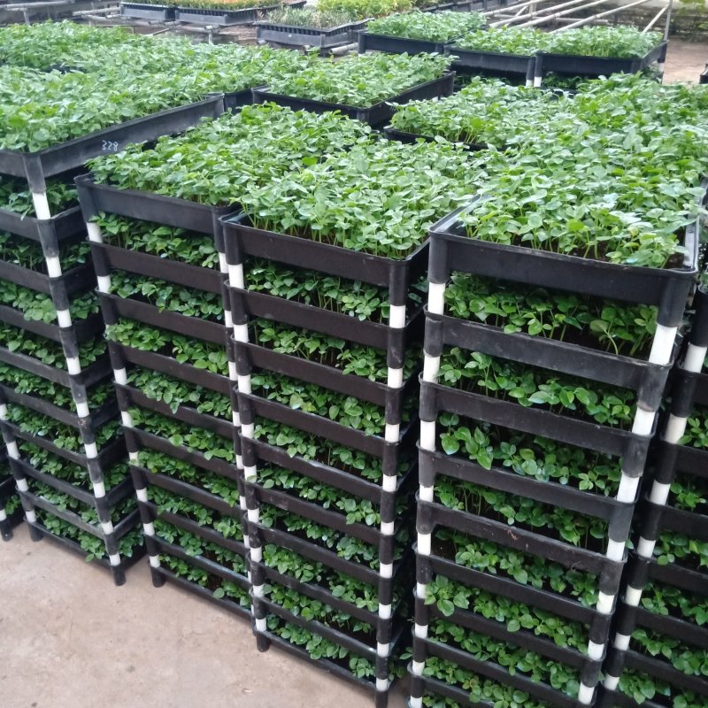 鹅掌柴种苗广州基地生产鸭脚木花卉播种苗可带盆发物流