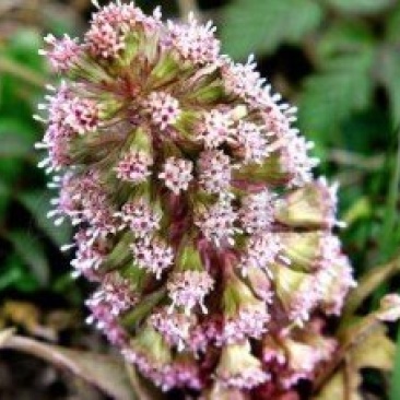 深山野生花苗蜂斗菜苗冬花款冬蒲公英