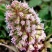 深山野生花苗蜂斗菜苗冬花款冬蒲公英