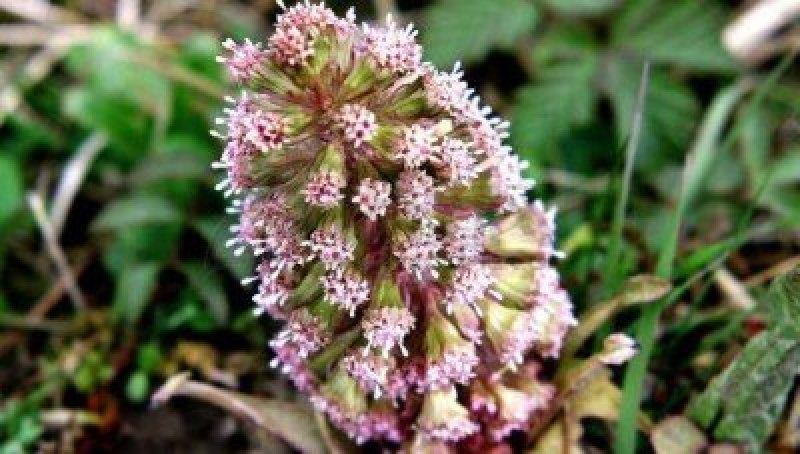 深山野生花苗蜂斗菜苗冬花款冬蒲公英