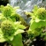 深山野生花苗蜂斗菜苗冬花款冬蒲公英