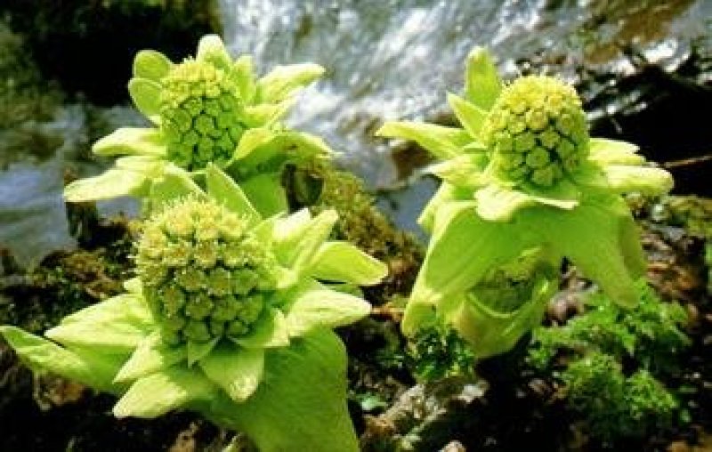 深山野生花苗蜂斗菜苗冬花款冬蒲公英