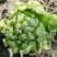 深山野生花苗蜂斗菜苗冬花款冬蒲公英
