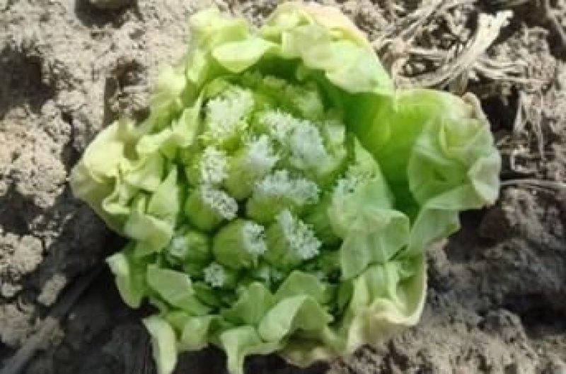 深山野生花苗蜂斗菜苗冬花款冬蒲公英
