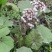 深山野生花苗蜂斗菜苗冬花款冬蒲公英