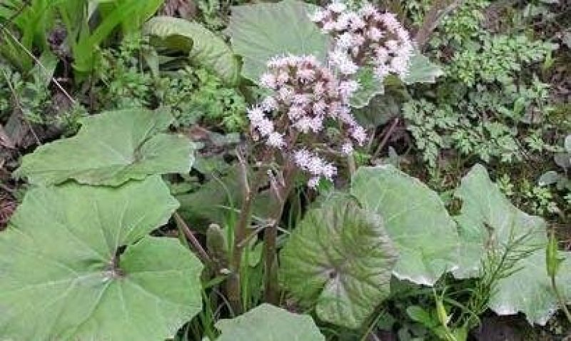 深山野生花苗蜂斗菜苗冬花款冬蒲公英