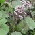 深山野生花苗蜂斗菜苗冬花款冬蒲公英