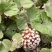 深山野生花苗蜂斗菜苗冬花款冬蒲公英