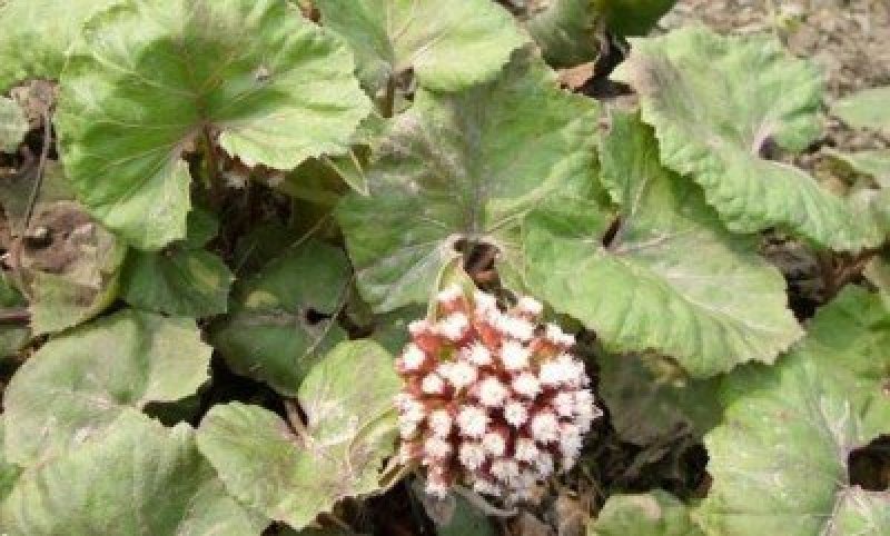 深山野生花苗蜂斗菜苗冬花款冬蒲公英