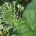 深山野生花苗蜂斗菜苗冬花款冬蒲公英