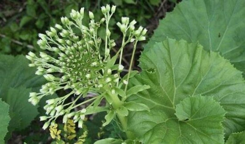 深山野生花苗蜂斗菜苗冬花款冬蒲公英