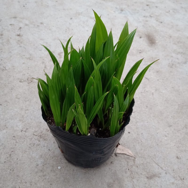 蒲葵种苗基地直销绿化工程苗木棕榈科植物