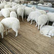 小尾寒羊种羊免费送货货到付款《畜牧认证》