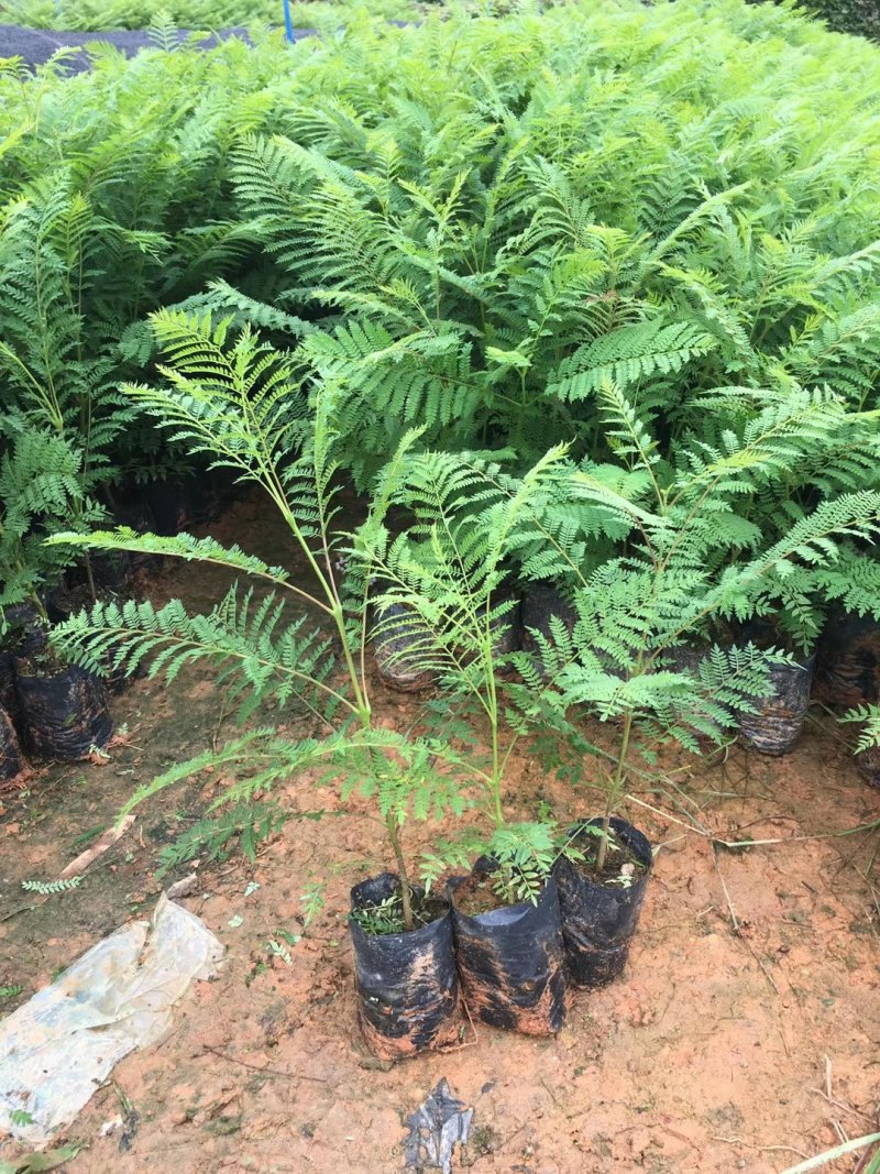 基地直销蓝花楹树苗庭院园林绿化苗木