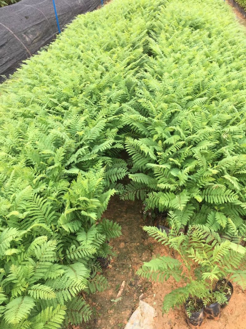 基地直销蓝花楹树苗庭院园林绿化苗木