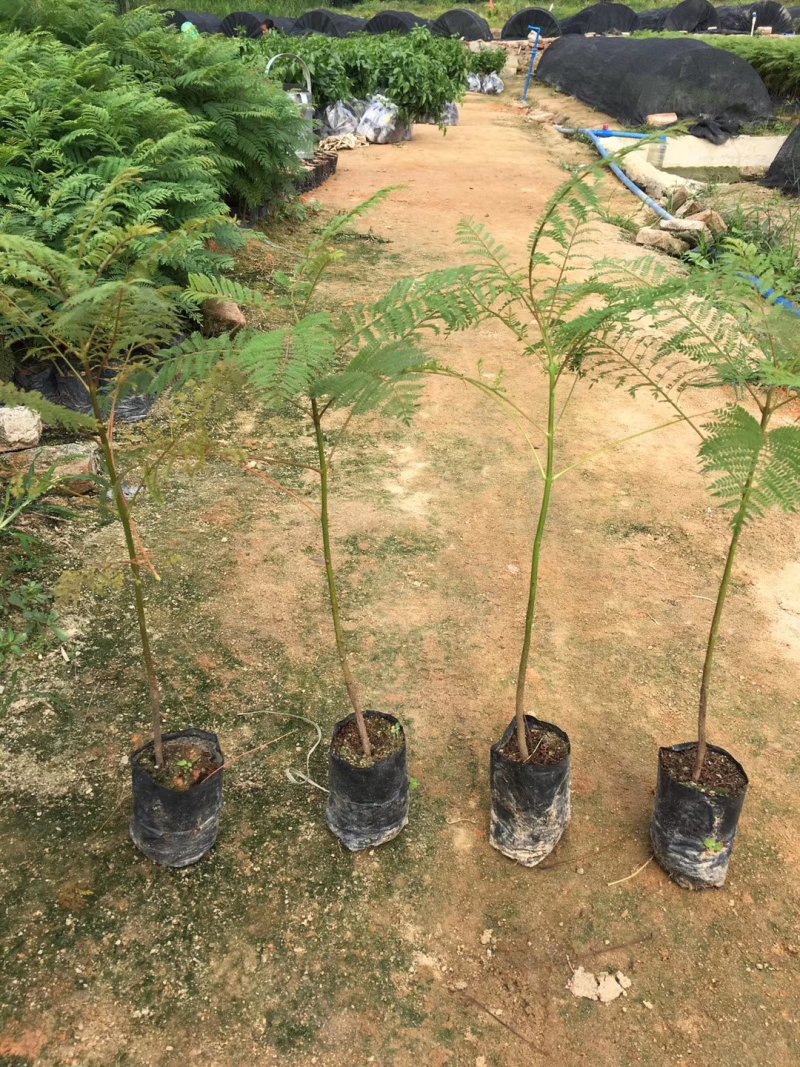基地直销蓝花楹树苗庭院园林绿化苗木