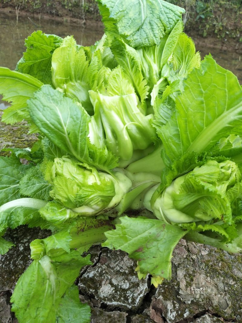 精品儿菜