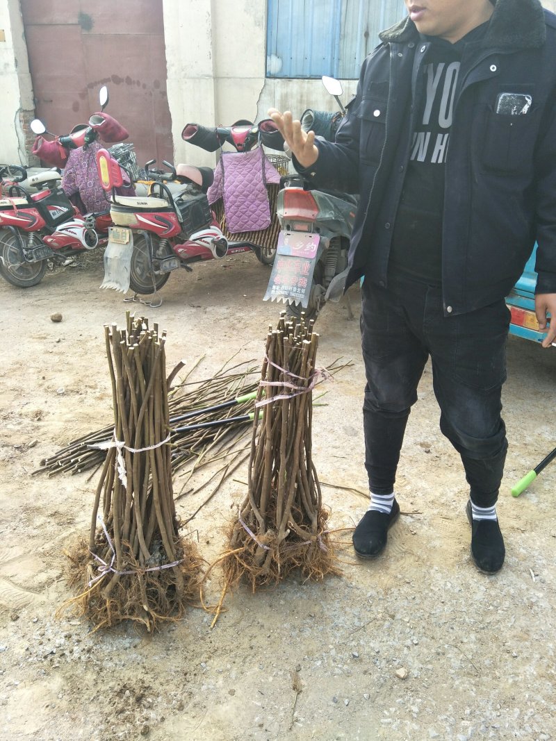 2年生无花果树苗布蓝瑞克日本紫果价格便宜