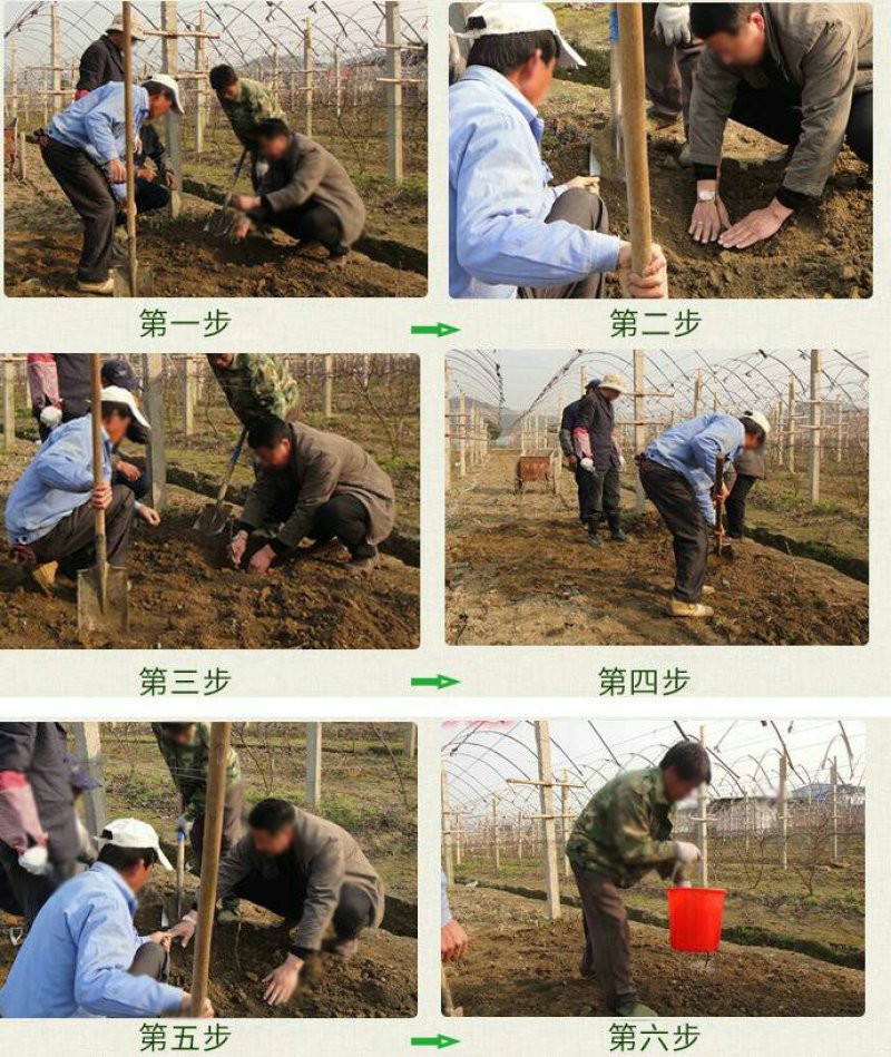 无花果苗亩栽220颗提供种植技术