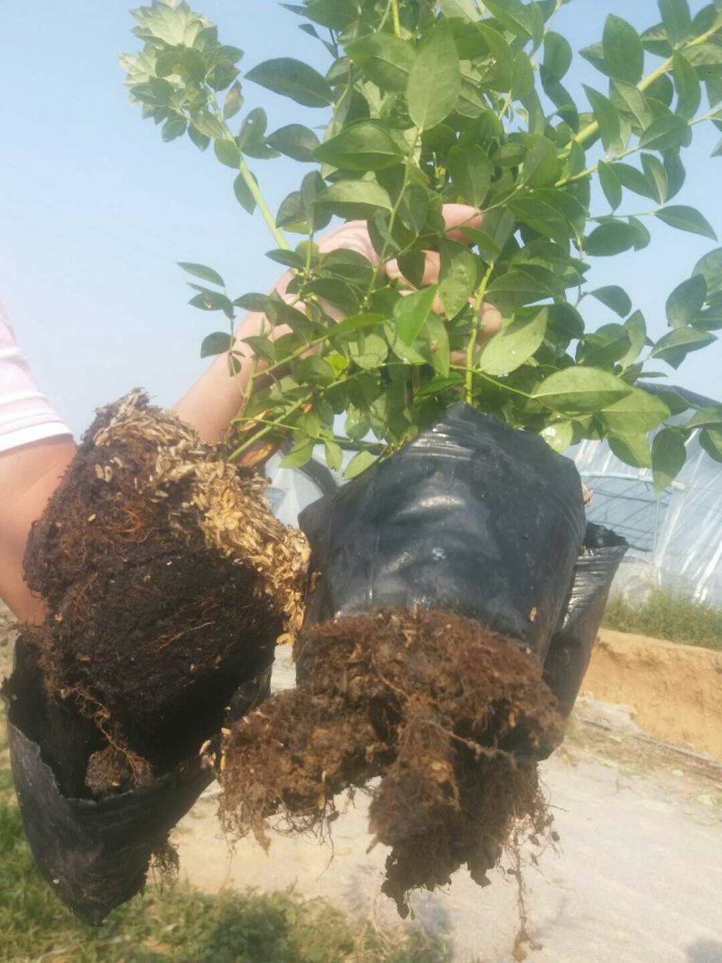 蓝莓苗品种齐全三年杯苗带花苞有果成活率高价格便宜
