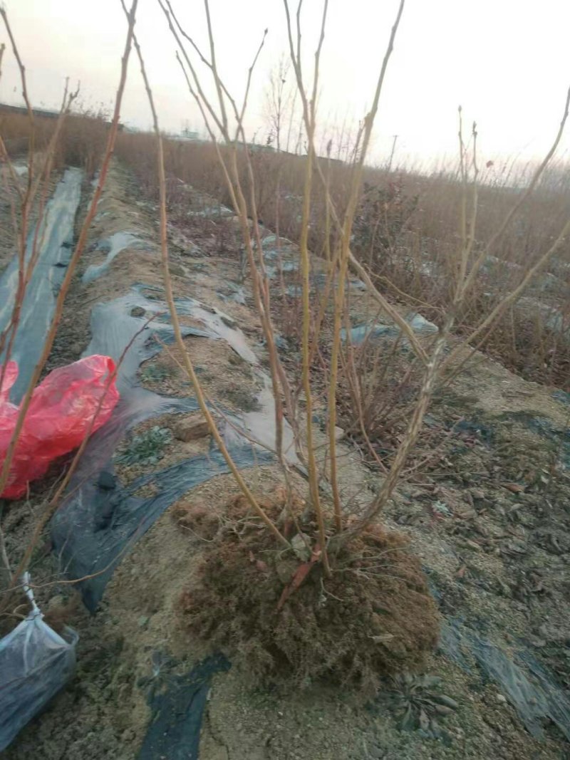 蓝莓苗品种齐全三年杯苗带花苞有果成活率高价格便宜