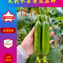 上海乾德种业1217水果黄瓜种子