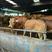 肉牛改良肉牛免费送货货到付款《畜牧认证》