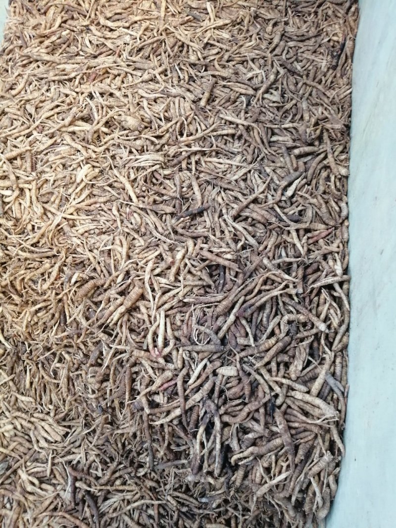 加工收购山胡罗卜(山地瓜)统货，尾货，扒皮料。