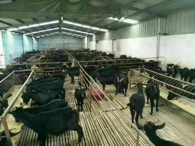 羊羔免费送货货到付款《畜牧认证》报销来回车费