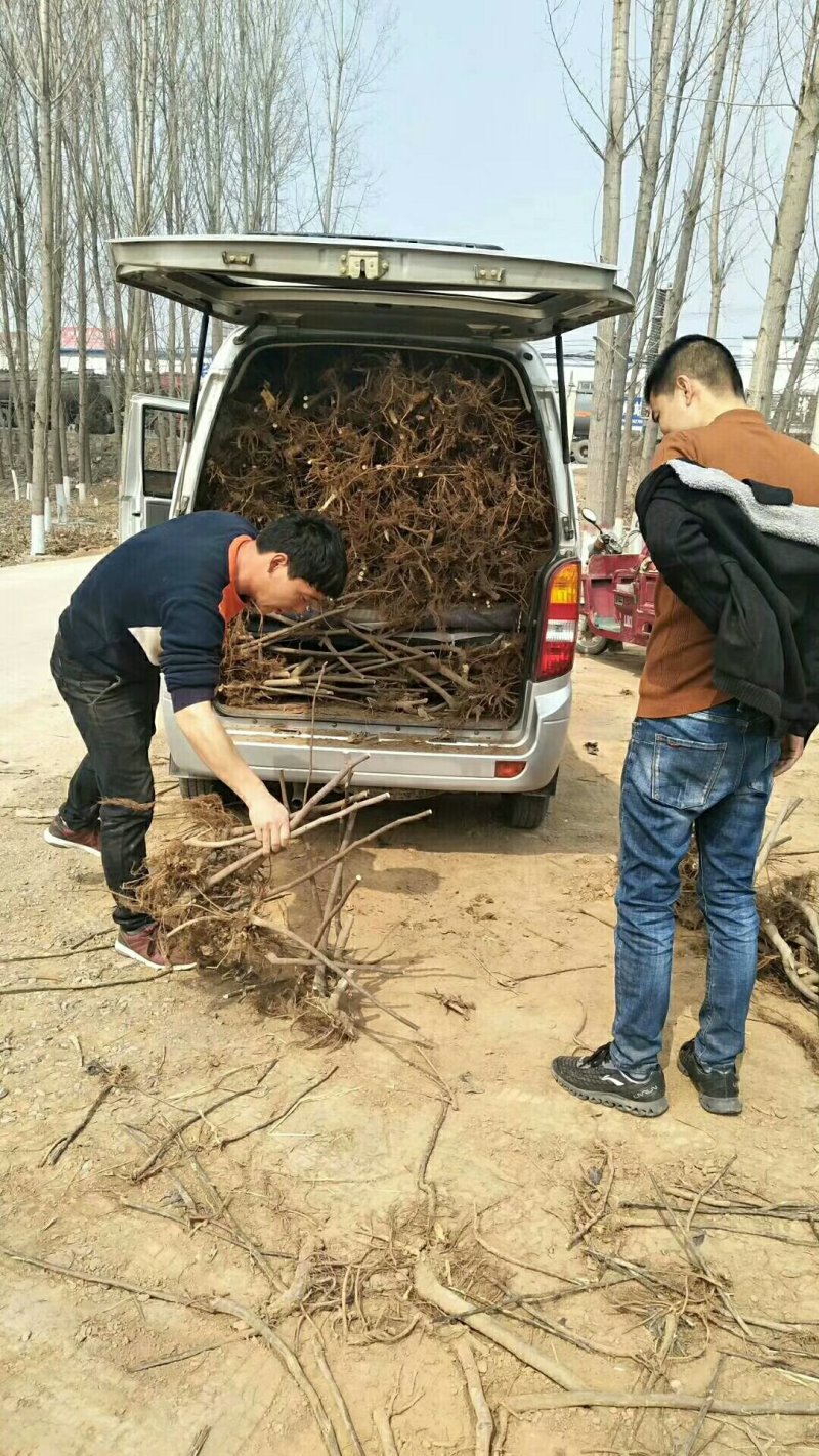 批发无花果苗一年苗波姬红布兰瑞克成活率高